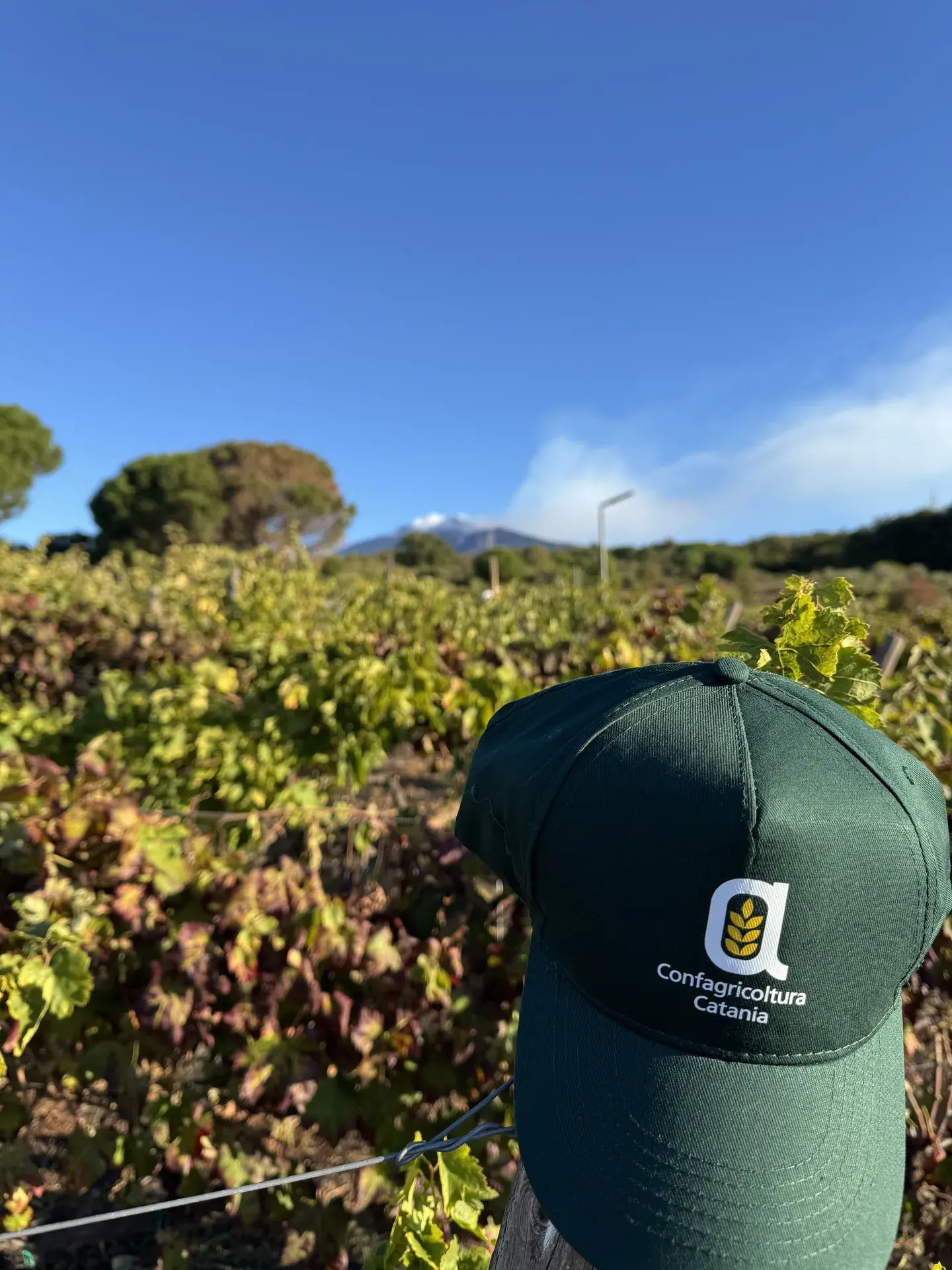 Consulenza per aziende agricole a Catania con Confagricoltura