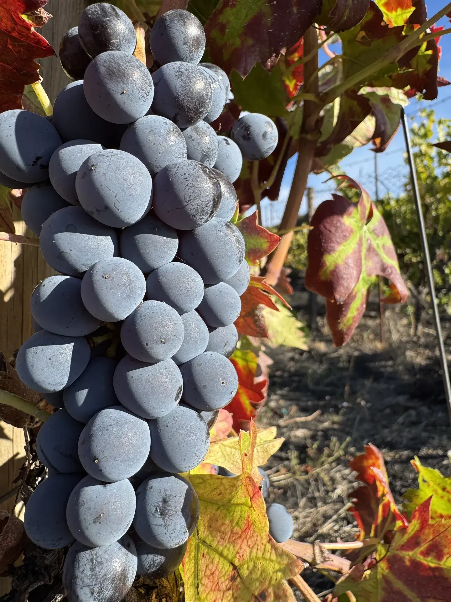 Azienda agricola in provincia di Catania seguita da Confagricoltura